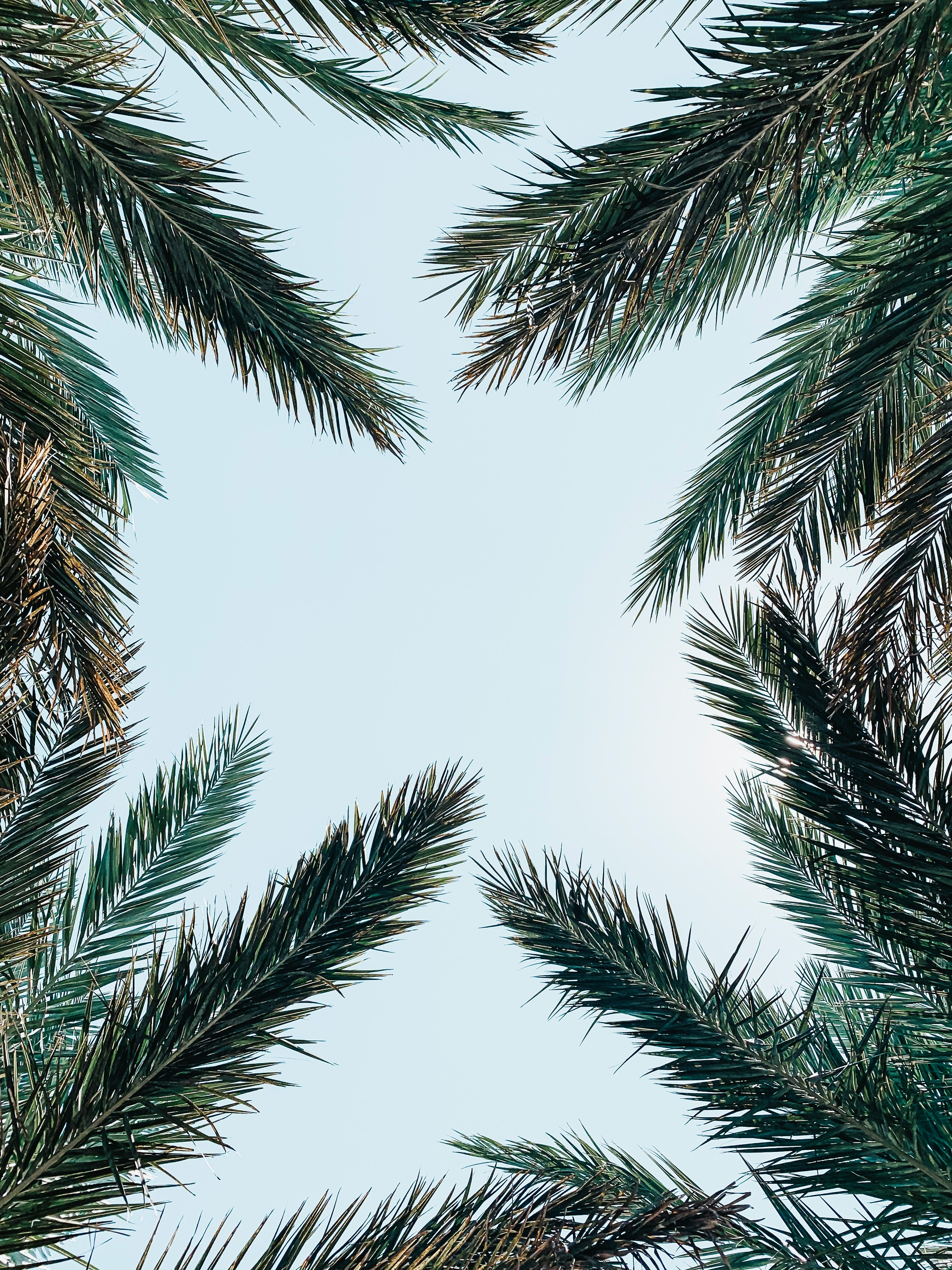 low-angle photo of palm leaves